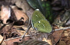 Euphaedra harpalyce