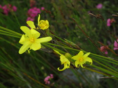 Bobartia longicyma magna