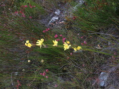 Bobartia longicyma magna