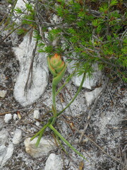 Gladiolus brevitubus