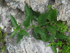 Teedia lucida
