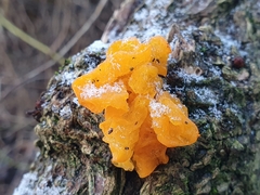 Tremella mesenterica
