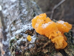 Tremella mesenterica
