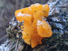 Tremella mesenterica
