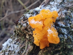 Tremella mesenterica