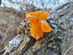 Tremella mesenterica