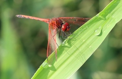 Trithemis arteriosa