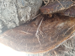 Agaricomycetes