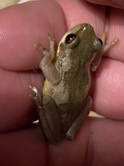 Litoria quiritatus