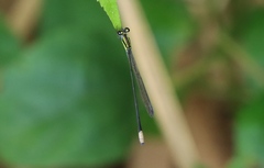 Pseudagrion melanicterum