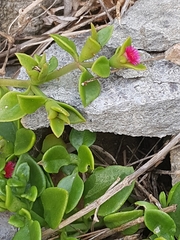 Mesembryanthemum cordifolium