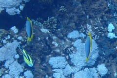 Zanclidae