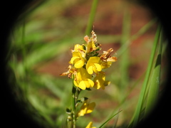 Genista pilosa