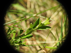 Genista pilosa
