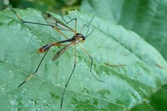 Ptychoptera albimana