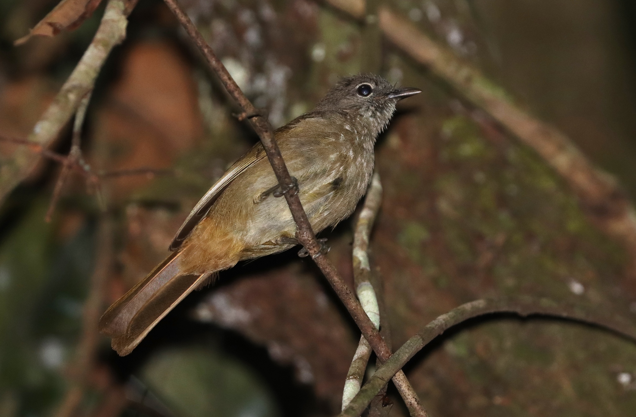 Ansorge's Greenbul (Eurillas ansorgei), photo 1