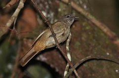 Eurillas ansorgei