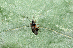 Anthocoris nemorum