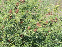 Glycyrrhiza echinata