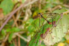 Ptychoptera albimana