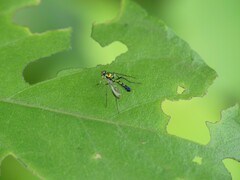 Dolichopodidae