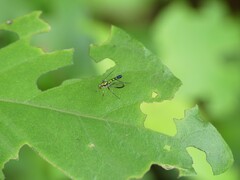 Dolichopodidae