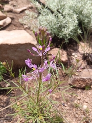Cleome maculata