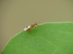 Sycophila