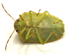 Piezodorus oceanicus