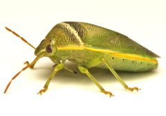 Piezodorus oceanicus