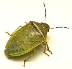 Piezodorus oceanicus