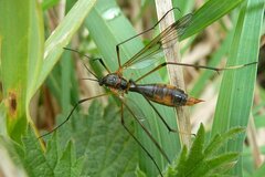 Ptychoptera albimana