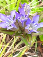 Gentiana scabra