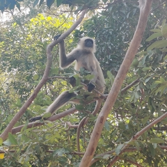 Semnopithecus entellus