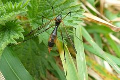 Ptychoptera albimana