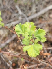 Pelargonium englerianum