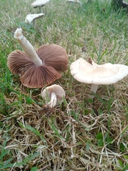 Agaricomycetes