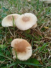 Agaricomycetes