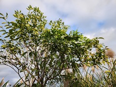 Itea parviflora