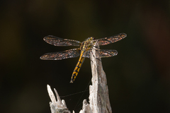 Austrothemis nigrescens