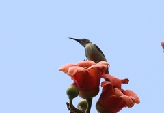 Cyanomitra verticalis