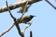 Cyanomitra verticalis