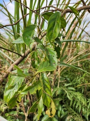 Smilax china
