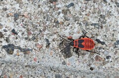 Pyrrhocoris apterus