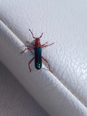 Compsocerus violaceus