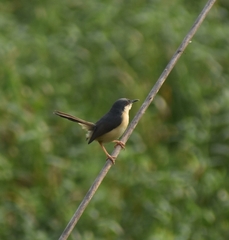 Prinia socialis