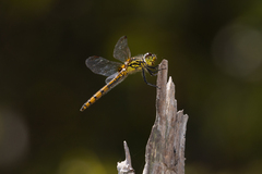 Austrothemis nigrescens