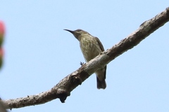 Chalcomitra adelberti