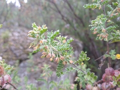 Dodonaea boroniifolia