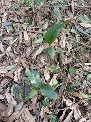 Cryptostylis arachnites